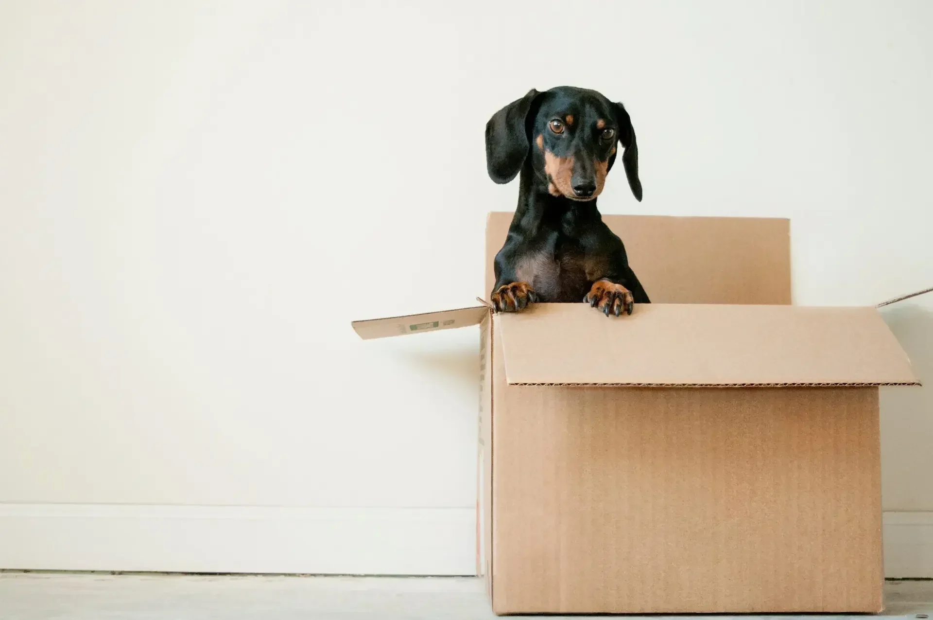 A black and brown dachshund stands with its front paws on the edge of an open cardboard box against a plain white wall, as if ready for 2025 relocation planning.