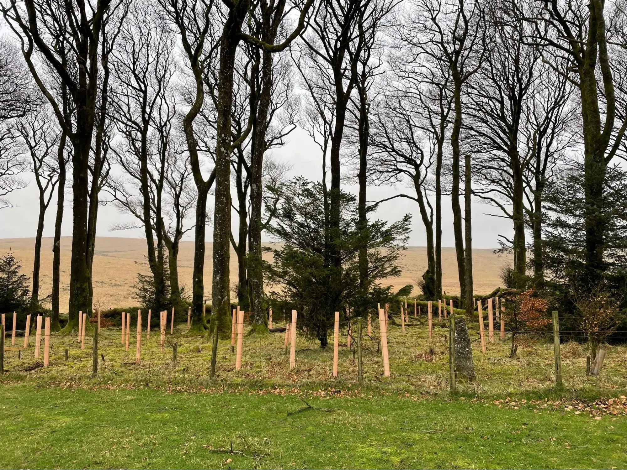 A group of young trees protected by light brown tree guards stand among tall, leafless trees on grassy ground in Dartmoor, with an open field and overcast sky in the background—showcasing ongoing tree planting efforts.