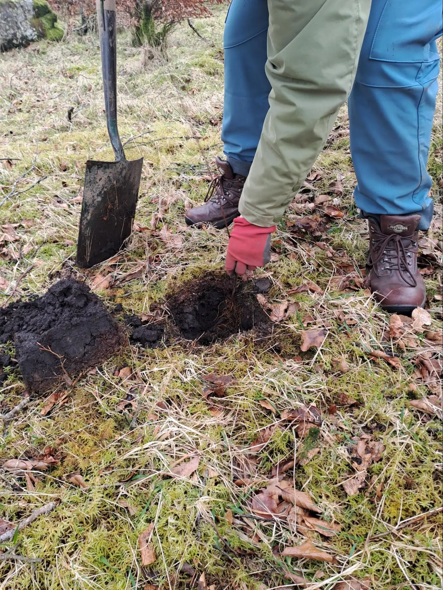 A person in blue trousers and brown boots lifts a chunk of soil with their gloved hand, next to a spade stuck in the grassy, mossy ground during tree planting on Dartmoor.