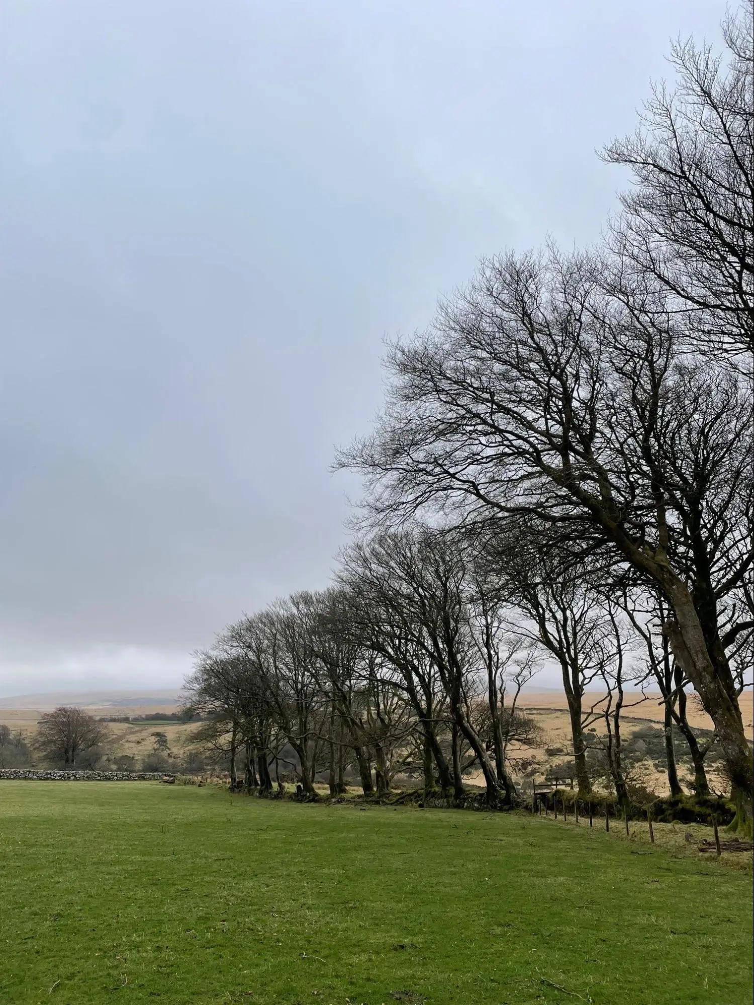A row of leafless trees lines the edge of a grassy field under a cloudy, grey sky on Dartmoor. In the distance, rolling hills and stone fences add to the calm, wintry scene—an ideal setting for future tree planting initiatives.