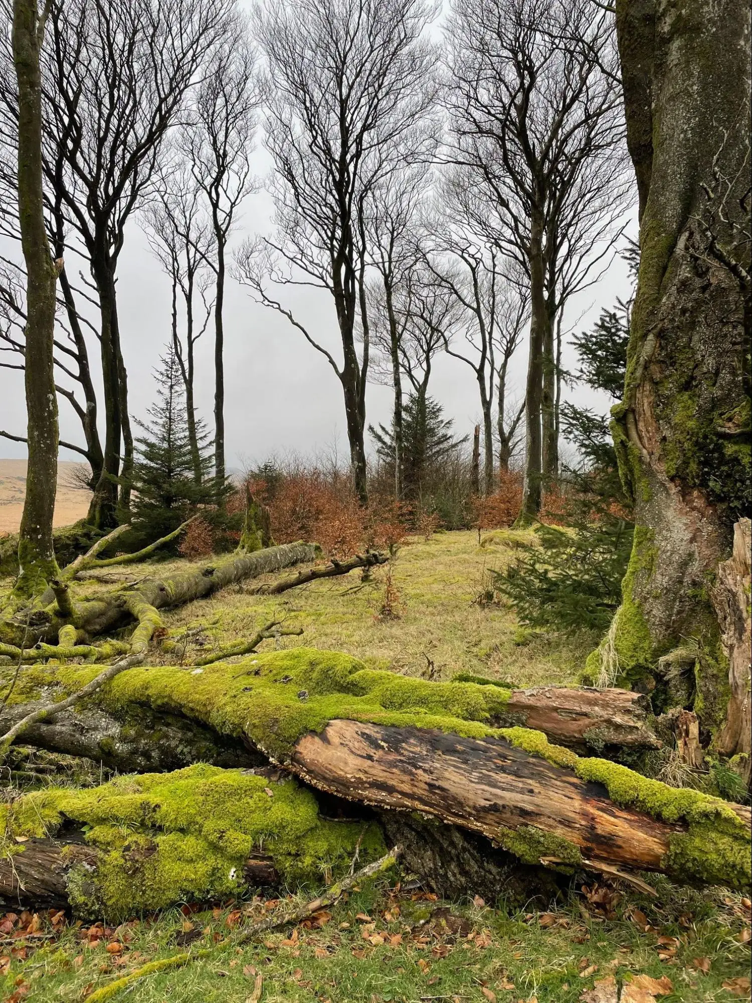 A tranquil Dartmoor forest scene with leafless trees and evergreen saplings. Moss covered fallen logs lie on damp ground, and the overcast atmosphere enhances the woodland’s peaceful beauty—an inspiring spot for tree planting initiatives.