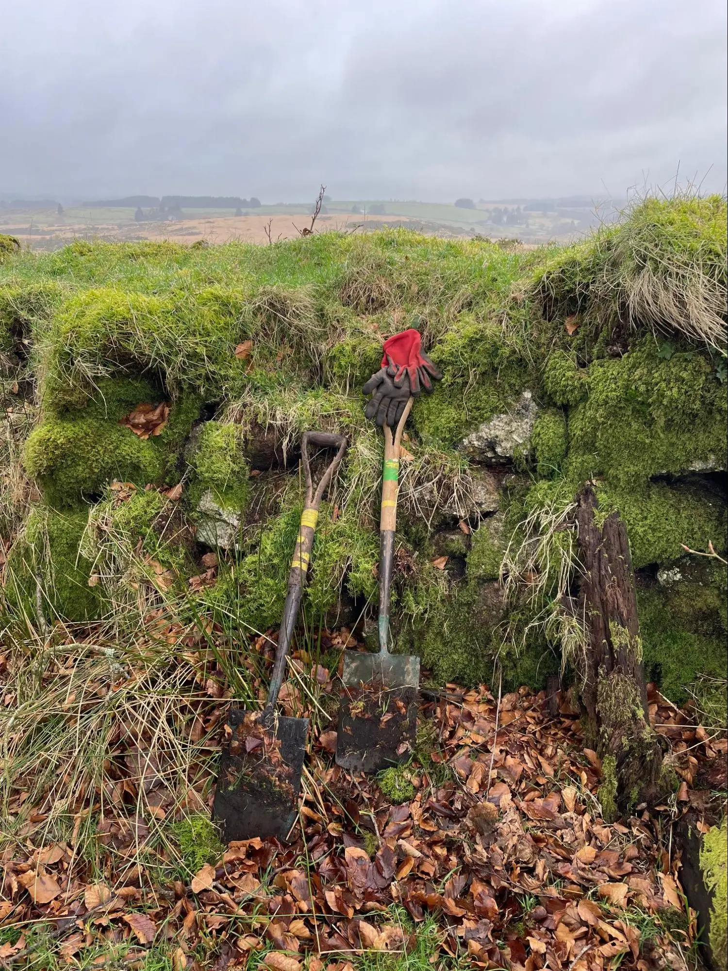 Two spades and a red work glove rest against a moss covered stone wall on Dartmoor, surrounded by fallen leaves and grass—ready for tree planting under an overcast rural sky.
