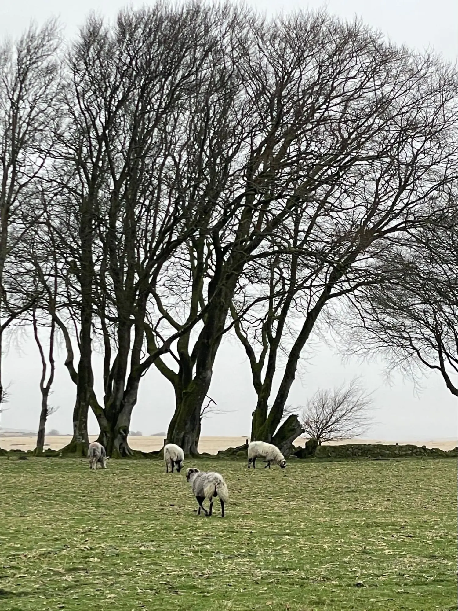 Sheep graze on a grassy field in Dartmoor, framed by tall, leafless trees on a cloudy day, with a pale sky and distant landscape in the background.